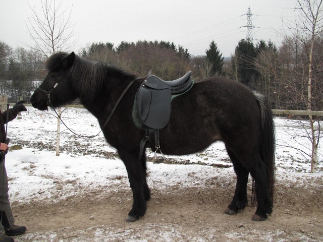 nach dem Reiten