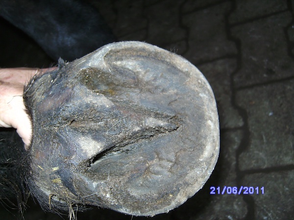 Vorne links Juni 2011