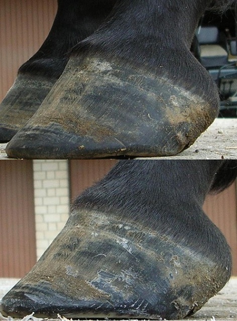 Hier zwei Bilder vor und nach der Bearbeitung. Man erkennt, dass der Huf flacher gestellt wird, obwohl er von oben steiler herunterwachsen möchte. Auch kann man deutlich erkennen, dass praktisch der gesamte äußere, harte Tragrand weg ist.