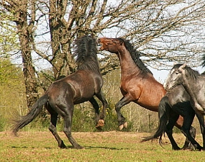 steigkl (300x237).jpg