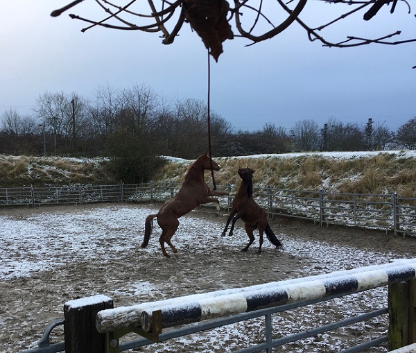 Beim Spielen mit dem Boxennachbarn. Keine Sorge, da war der Boden noch weich!