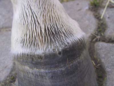 Hufsaum feucht