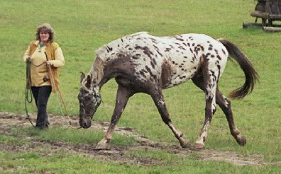Nase tief auf dem Zirkel
