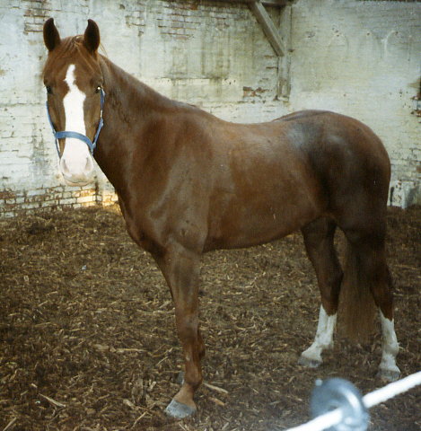 Sancho mit 6 Jahren kurze Zeit nach dem Kauf