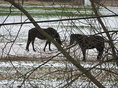 links Lara, rechts Neron.jpg