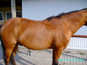 R1.JPG